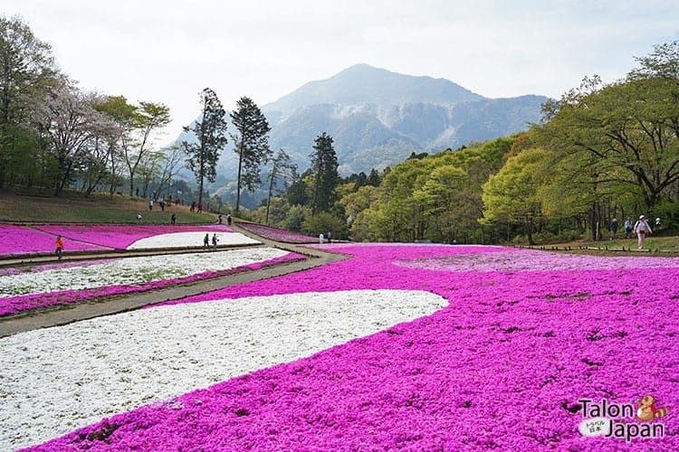Review: Visiting the Shibazakura Festival in Chichibu — Sightseeing, Eating, and Shopping
