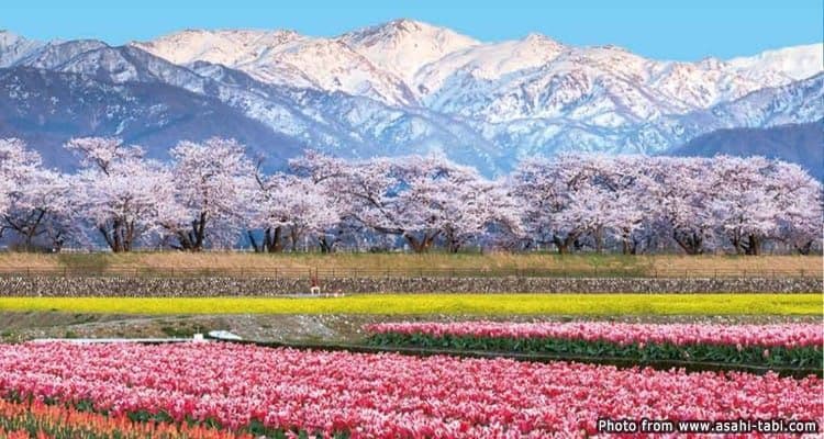 Asahi Funakawa Park: Cherry Blossoms Amid the Mountains