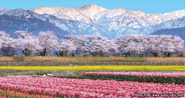 Asahi Funakawa Park: Cherry Blossoms Amid the Mountains