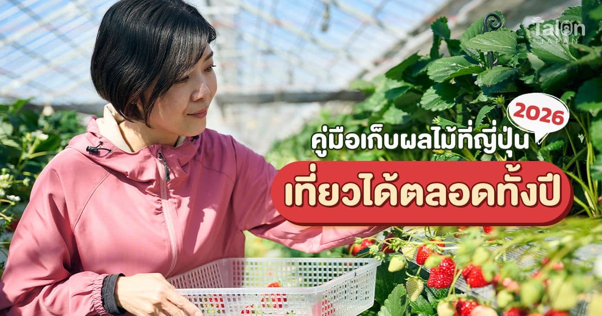 เก็บผลไม้ ญี่ปุ่น