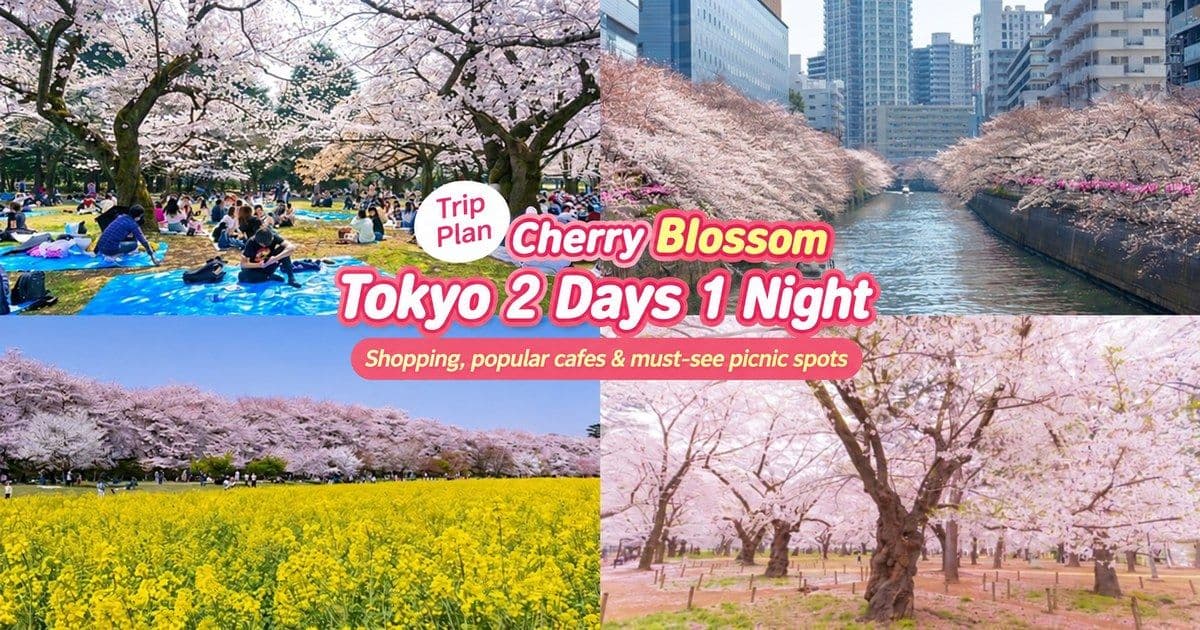 Tokyo Cherry Blossom Trip: 2 Days 1 Night of Shopping, Popular Cafes, and Must-See Picnic Spots