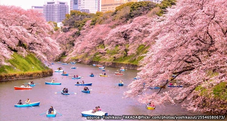 When Is the Best Time to Visit Tokyo? A Look at the 4 Seasons of Japan's Amazing Capital