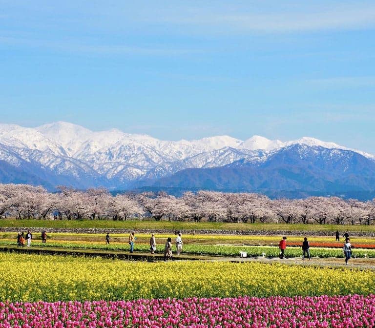 Asahi Funakawa Spring Quartet Flower Garden: Tulips and Cherry Blossoms