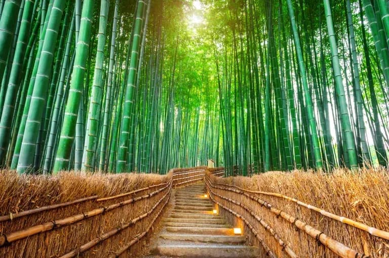 Arashiyama Bamboo Groves