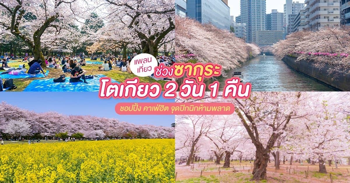 Tokyo Cherry Blossom Trip: 2 Days 1 Night of Shopping, Popular Cafes, and Must-See Picnic Spots