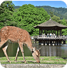 Nara